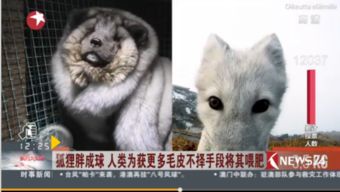 狐狸恐怖游戏攻略大全视频(恐怖狐狸图片大全)